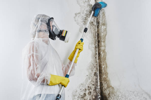 Best Localized Mold Remediation (e.g., coastal areas, humid climates) in Southport, CT