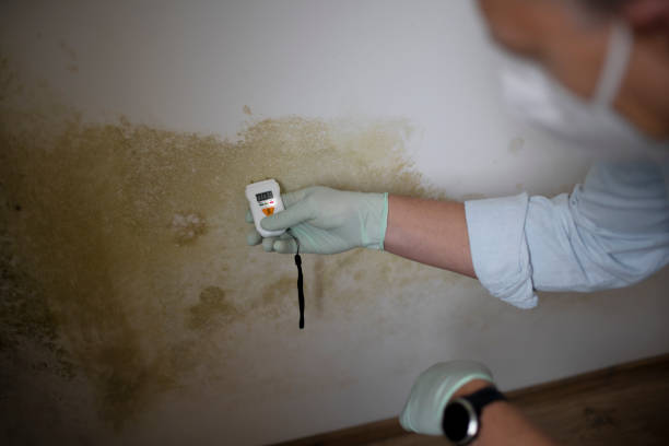 Trusted Southport, CT Mold Remediation Experts