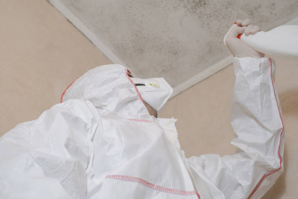 Best Residential Mold Remediation in Southport, CT
