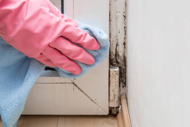 Best Kitchen Mold Remediation in Southport, CT